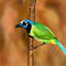 bird by marilens