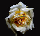 rose-13485