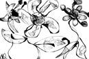 alien-flowers