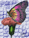 colored-copy