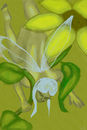 faerie faerie