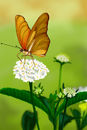 julia-butterfly