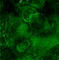 green-backround by ekangiesr