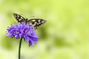 may-flowers