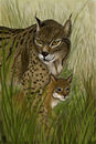among-the-tall-grass