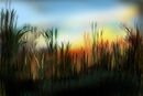 a-country-field