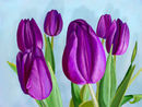 purple-tulips