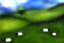 sheeps