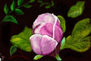magnolia-soulangeana