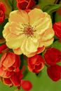 in-bloom