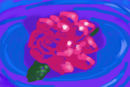 rose-afloat