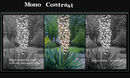 green--mono-contrast