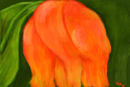 an-old-tulip