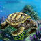 sea-turtle by Bamboo