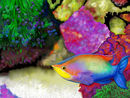 fish-under-water fish-under-water