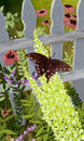butterfly-garden