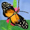 orange-butterfly by RocksRock27