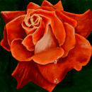 the-orange-rose