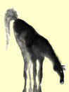 dusk-horse