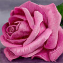 pink-rose pink-rose