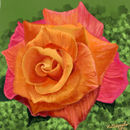 orange-and-pink-rose