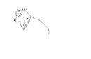 somtin-random-and-unfi