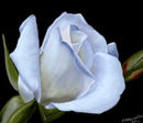 white-rose