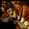 tiger by themersisters