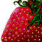 strawberry by fadwaangela