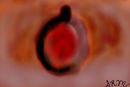 peach-on-a-faded-grey-