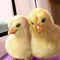 chicks by Bamboo