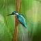 bird-2 by vina