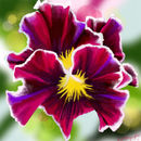 pansy