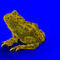frog by atri