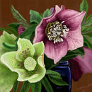 christmas-roses-helleb christmas-roses-helleb
