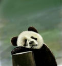 sleepy-panda