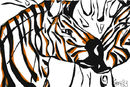 zebras