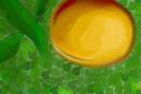 apricot-tree