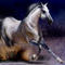 cossi by sonia55