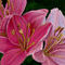 rose-pink-colored-lill by kutedymples