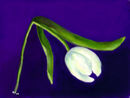 a-lonely-tulip