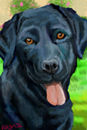 black-lab