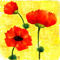 poppy-family by ploiesteana