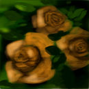 apricot-rose