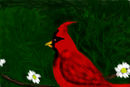 red-bird
