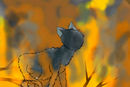 bluestar-uf