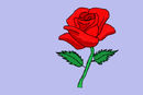 my-rose