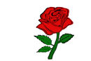 rose rose