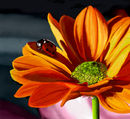 big-orange-flower-and-