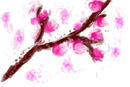 cherry-blossom-tree